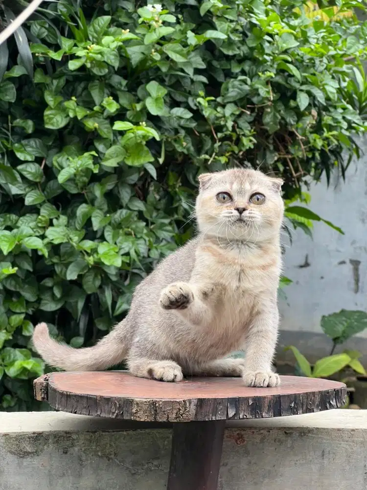Kucing scottish fold golden betina