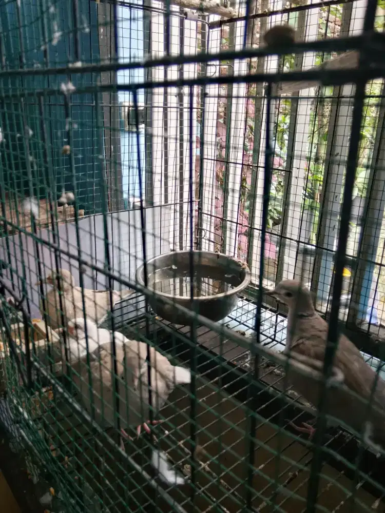 Burung puter tikukur