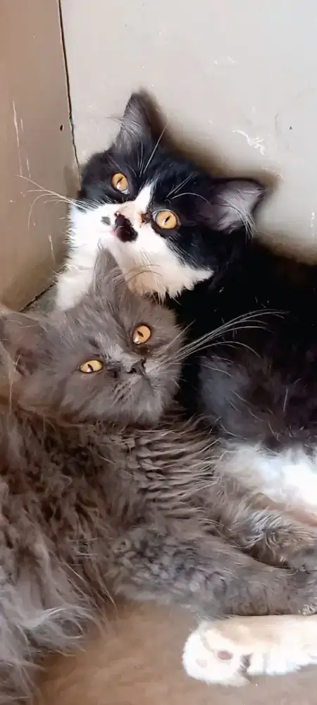 Persia kitten super bulu tebal longhair