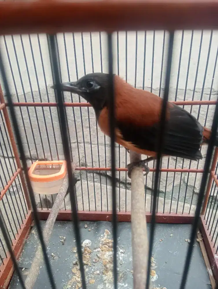 Jual aja gan pitohui lumayan gacor