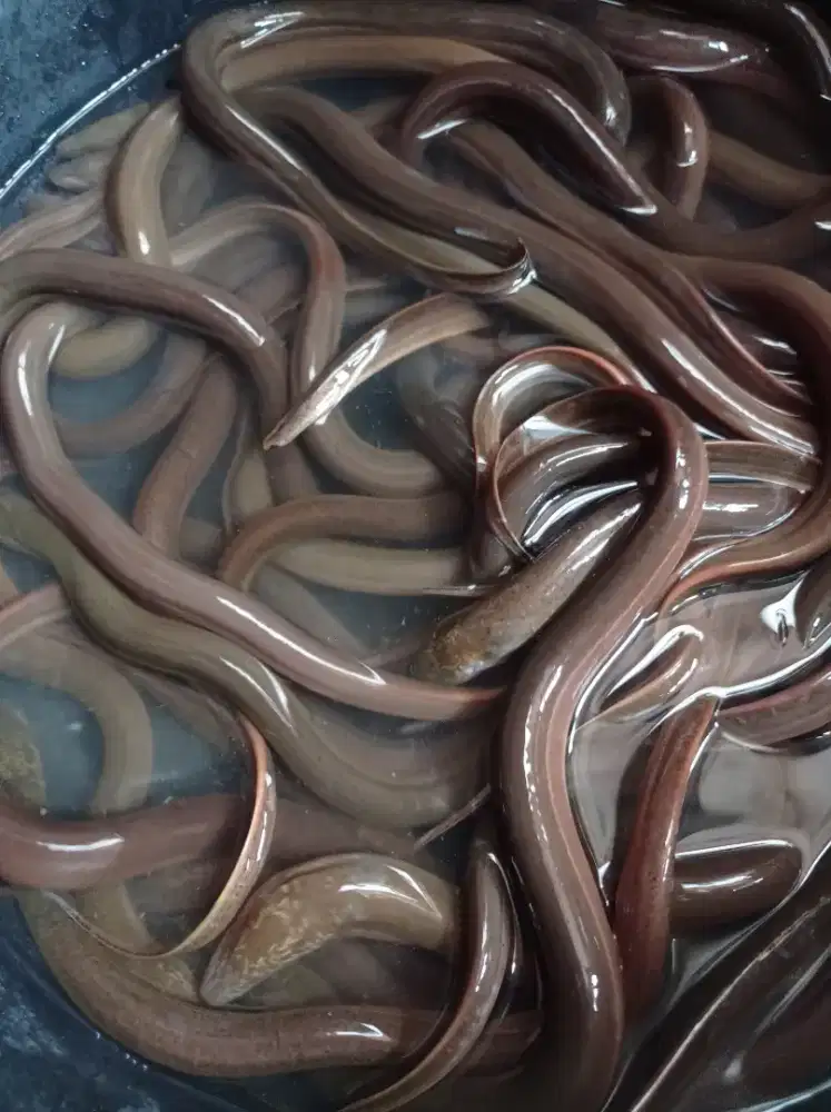 Tersedia belut hidup varian size