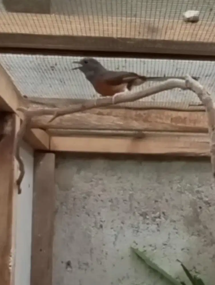 murai batu betina siapan GOLDEN SHAMA