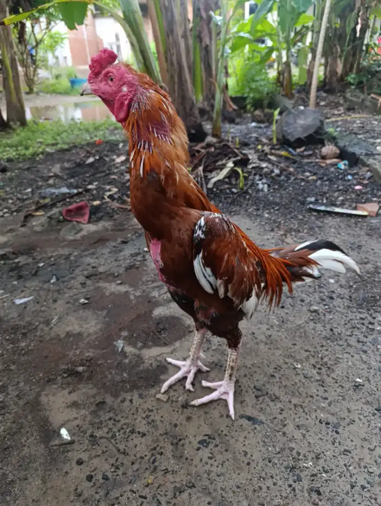 Jual satu ayam bangkok