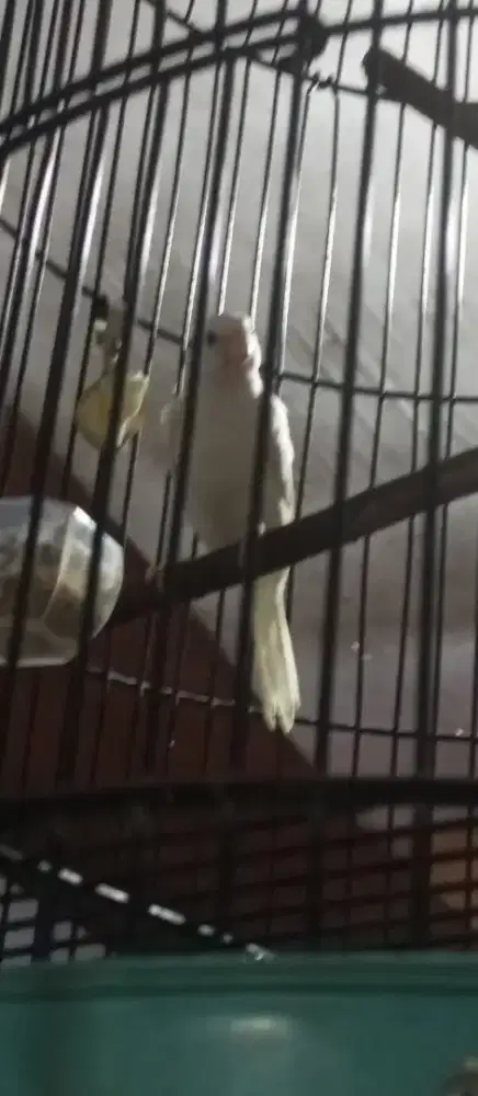 Jual burung kenari putih