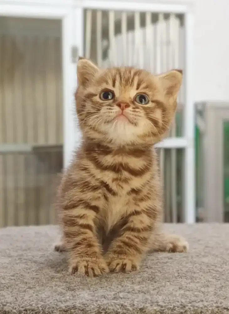 Open Booking Munchkin NS Cinnamon Tabby