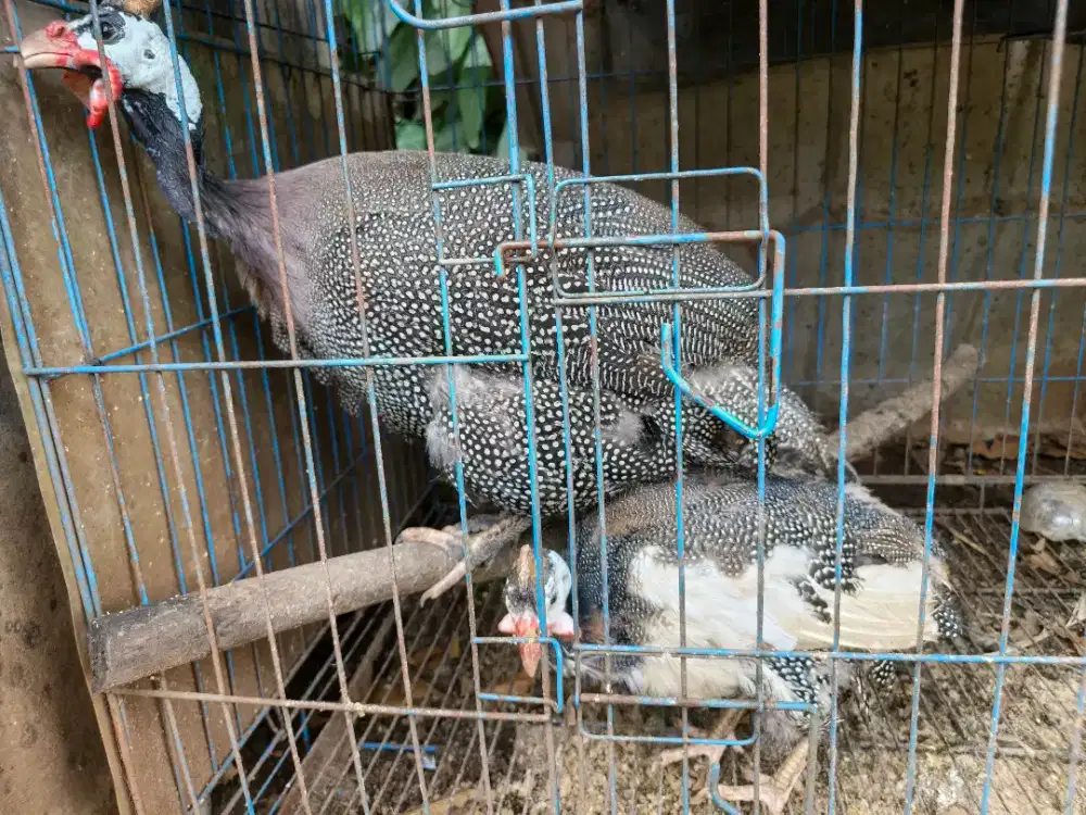 Ayam Mutiara Sepasang