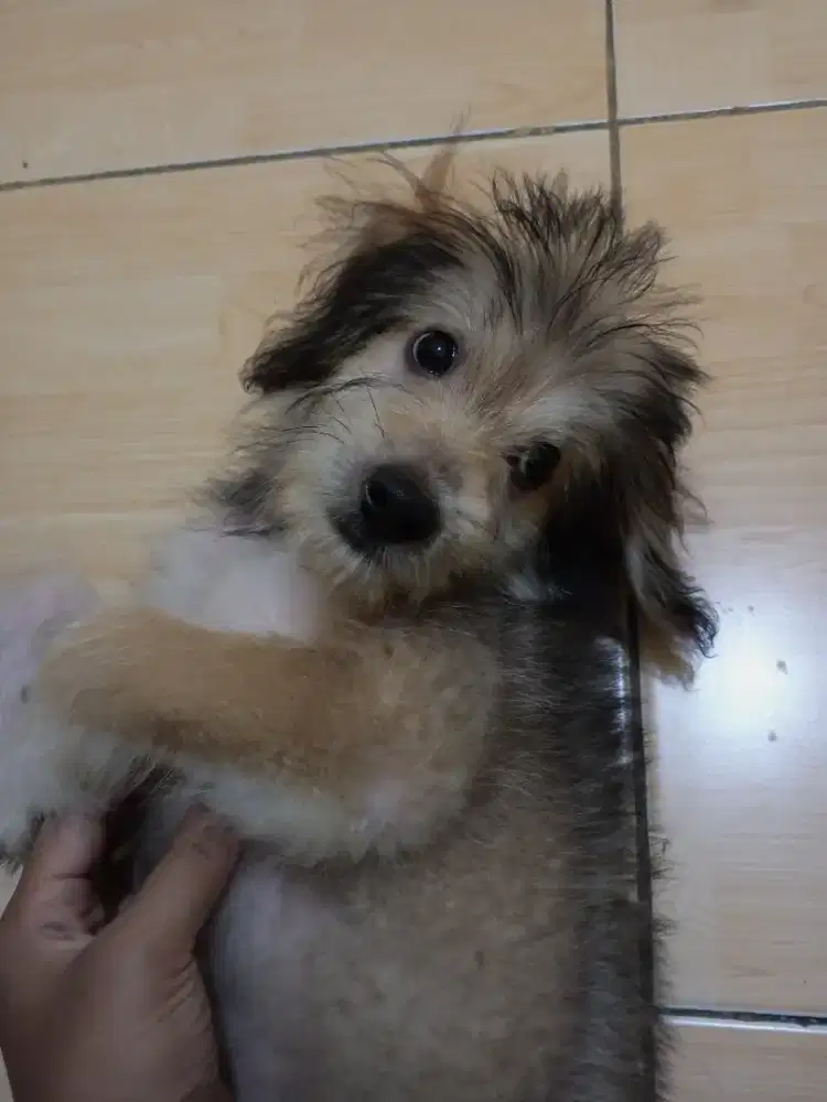 Adopsi Anak Anjing Mix Poodle
