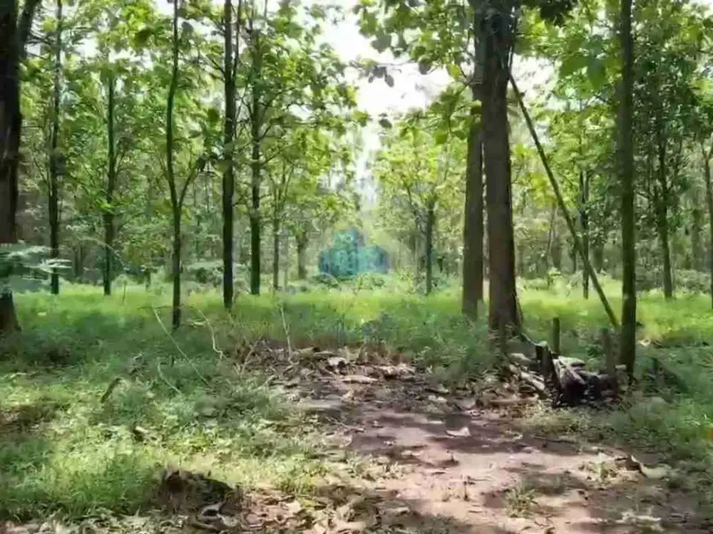 TANAH 6HA SHM MURAH DI TIPAR JAMBE TANGERANG DEKAT STASIUN DARU ZONA KUNING