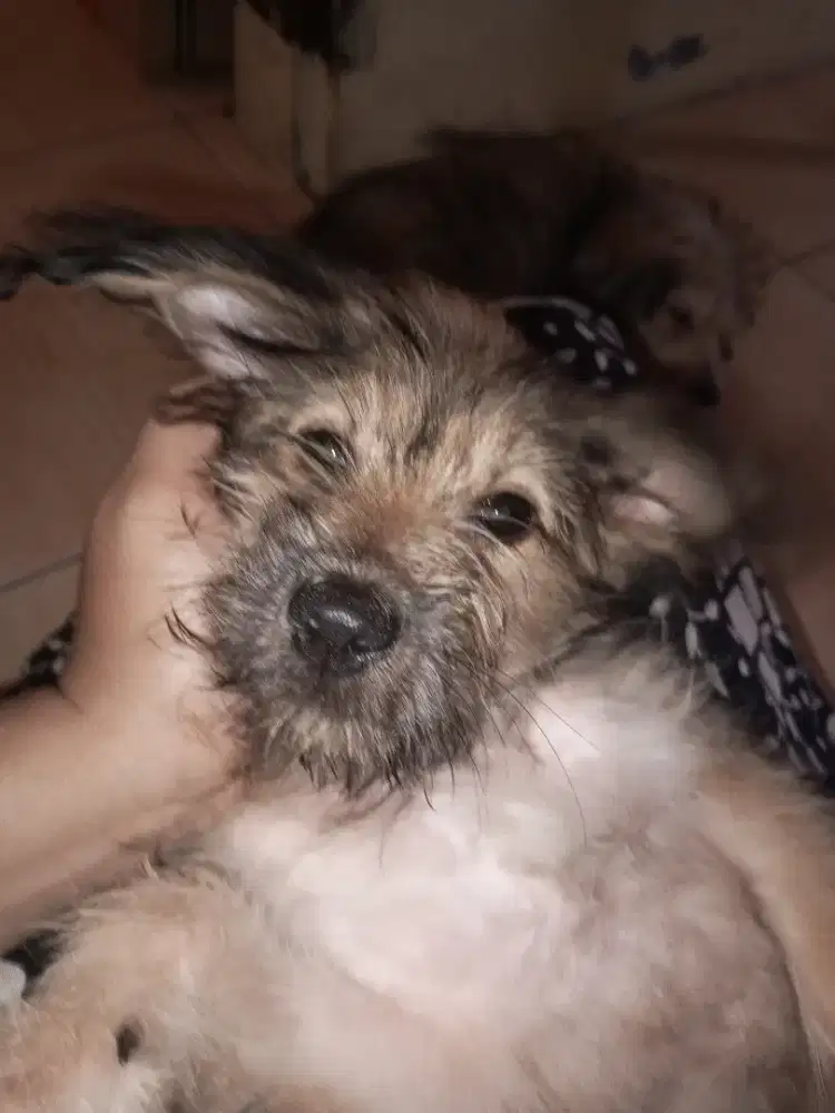 Adopsi Anak Anjing Mix Poodle