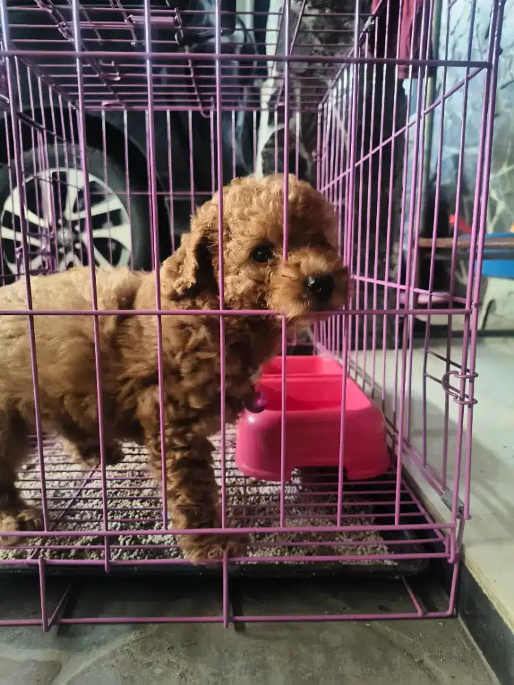 Puddle mini warna coklat