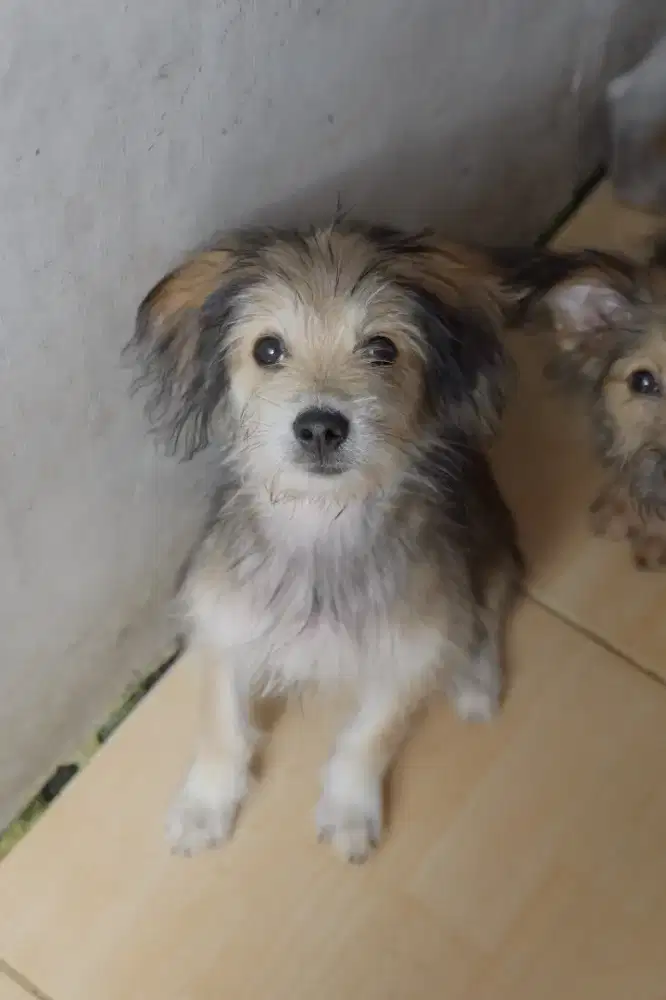 Adopsi Anak Anjing Mix Poodle