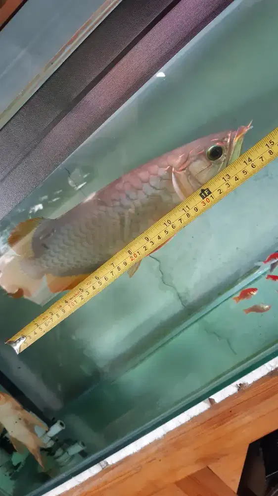 Arowana, Arwana Red Banjar