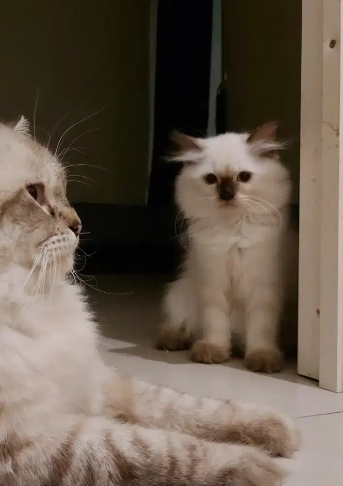 Dijual Kucing Pesia Himalaya