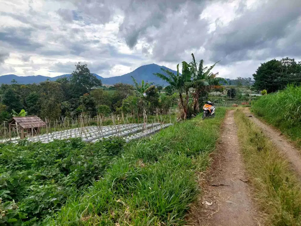 kebun murah pinggir jalan sertifikat hak milik.