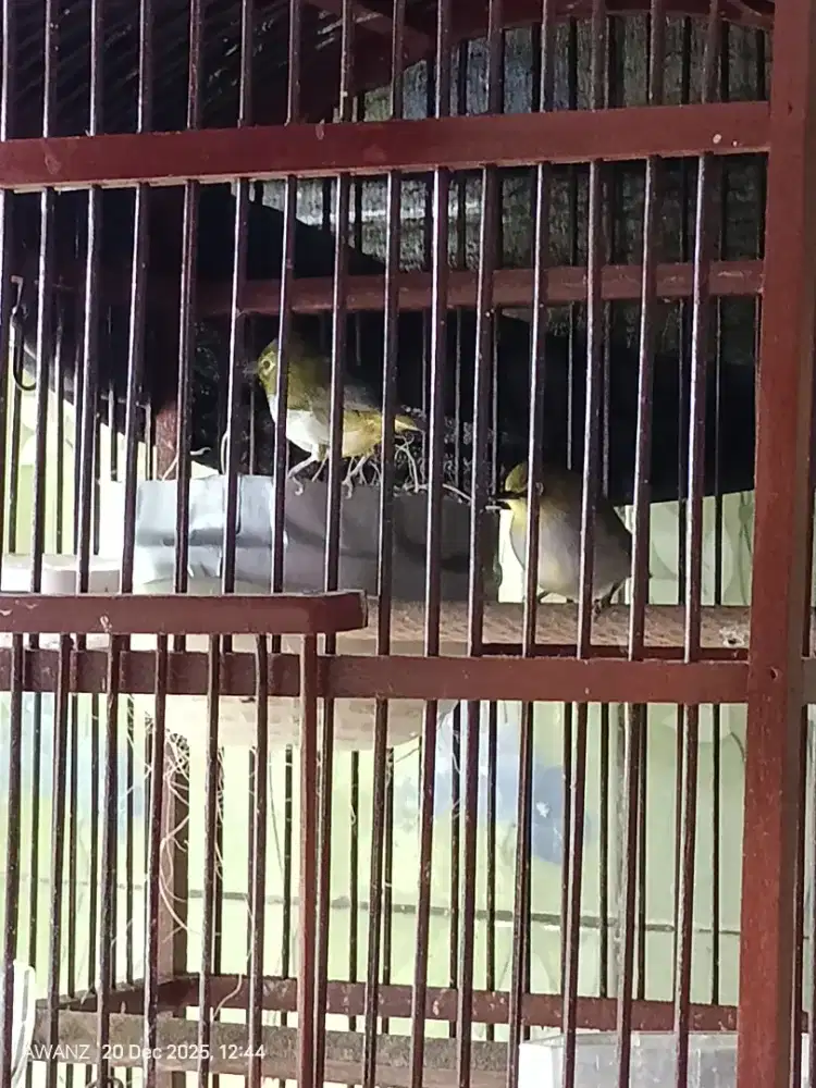 Burcil buxto pasangan