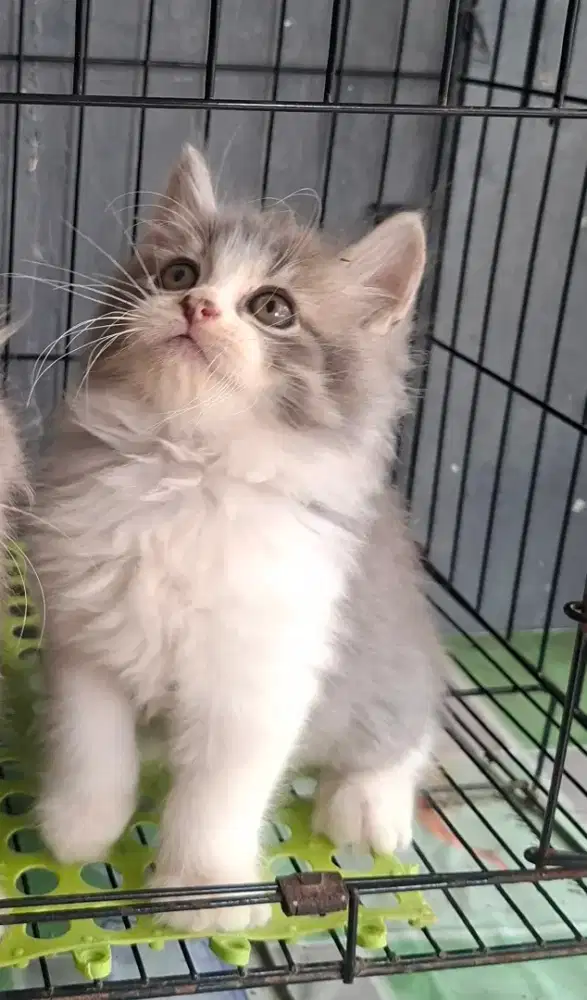 kucing anggora/ kitten persia jantan/kucing persia jantan