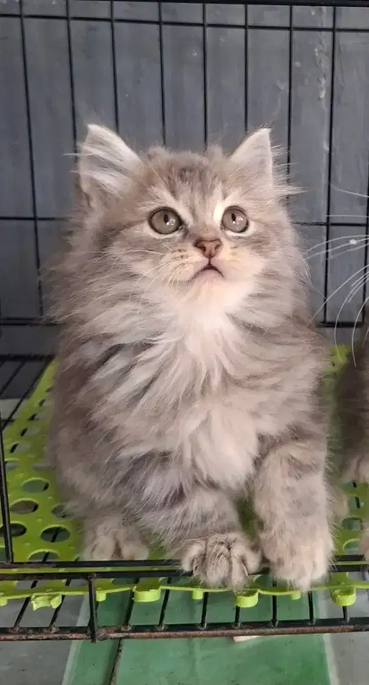 Anak kucing anggora/kitten persia betinal/kucing rpersia betina