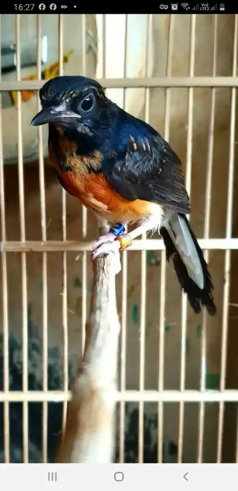 Ternakan sendiri ,,trahan ekor puanjang