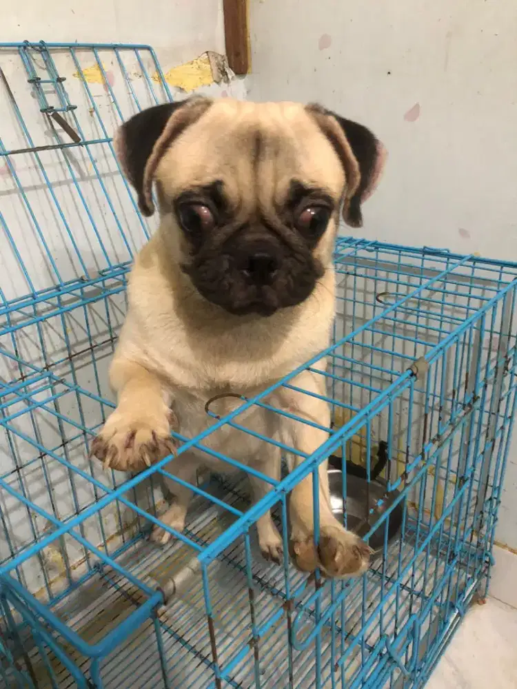 Pug betina  usia 14 bln  belum pernah beranak vaksin ok