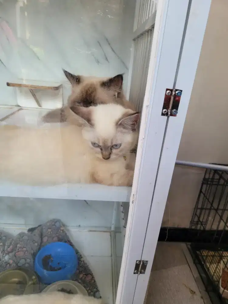 Kucing cantikHimalaya