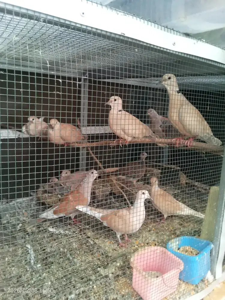 Burung Puter Pelung, Puter Arab, Puter Jambul Blorok, Dekukur