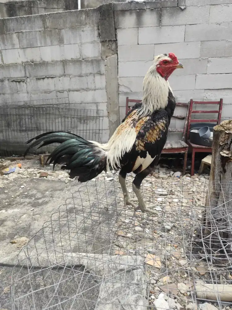 Ayam mangon pukul batang