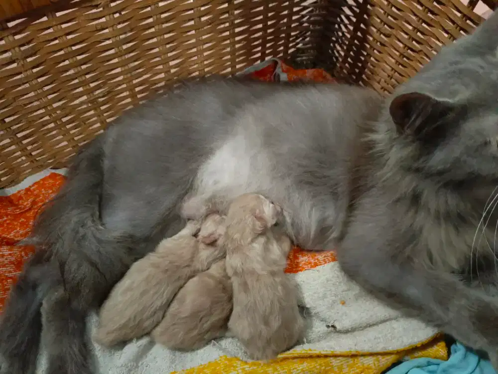 Persia medium plus bayinya