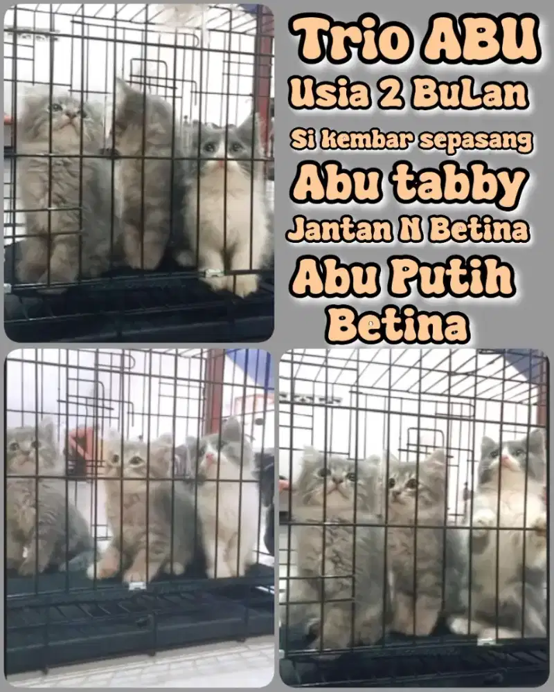 Trio abu nya usia 2bulanan super unyuk