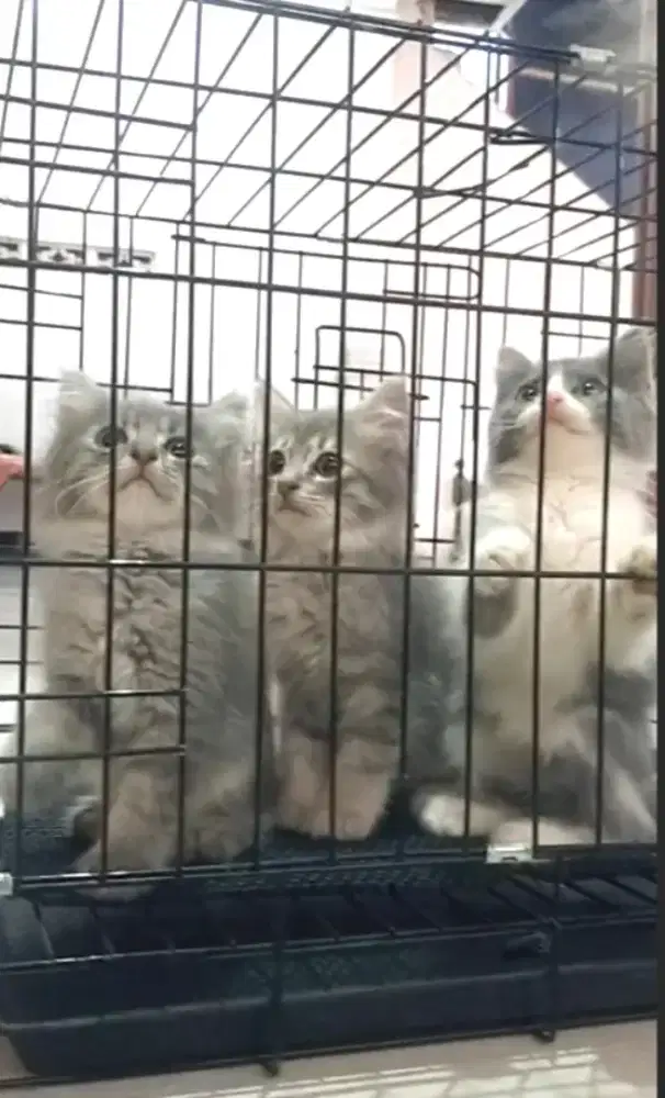 Trio abu nya usia 2bulan