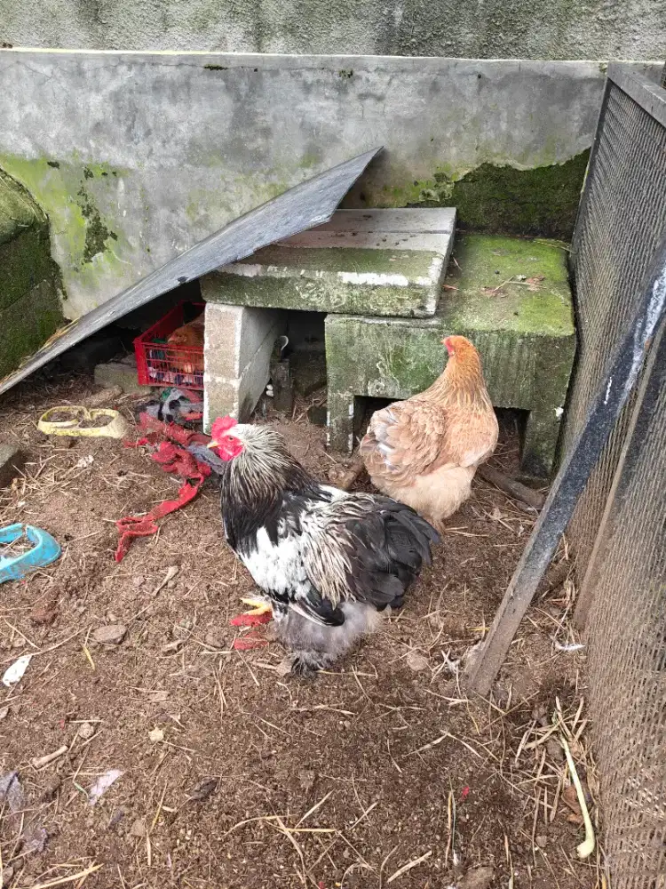 Ayam Brahma sepasang