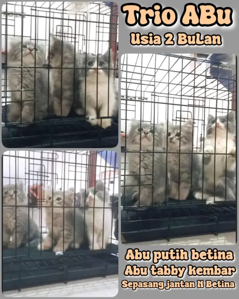Abu manja imut usia 2bulan trio imut heheh