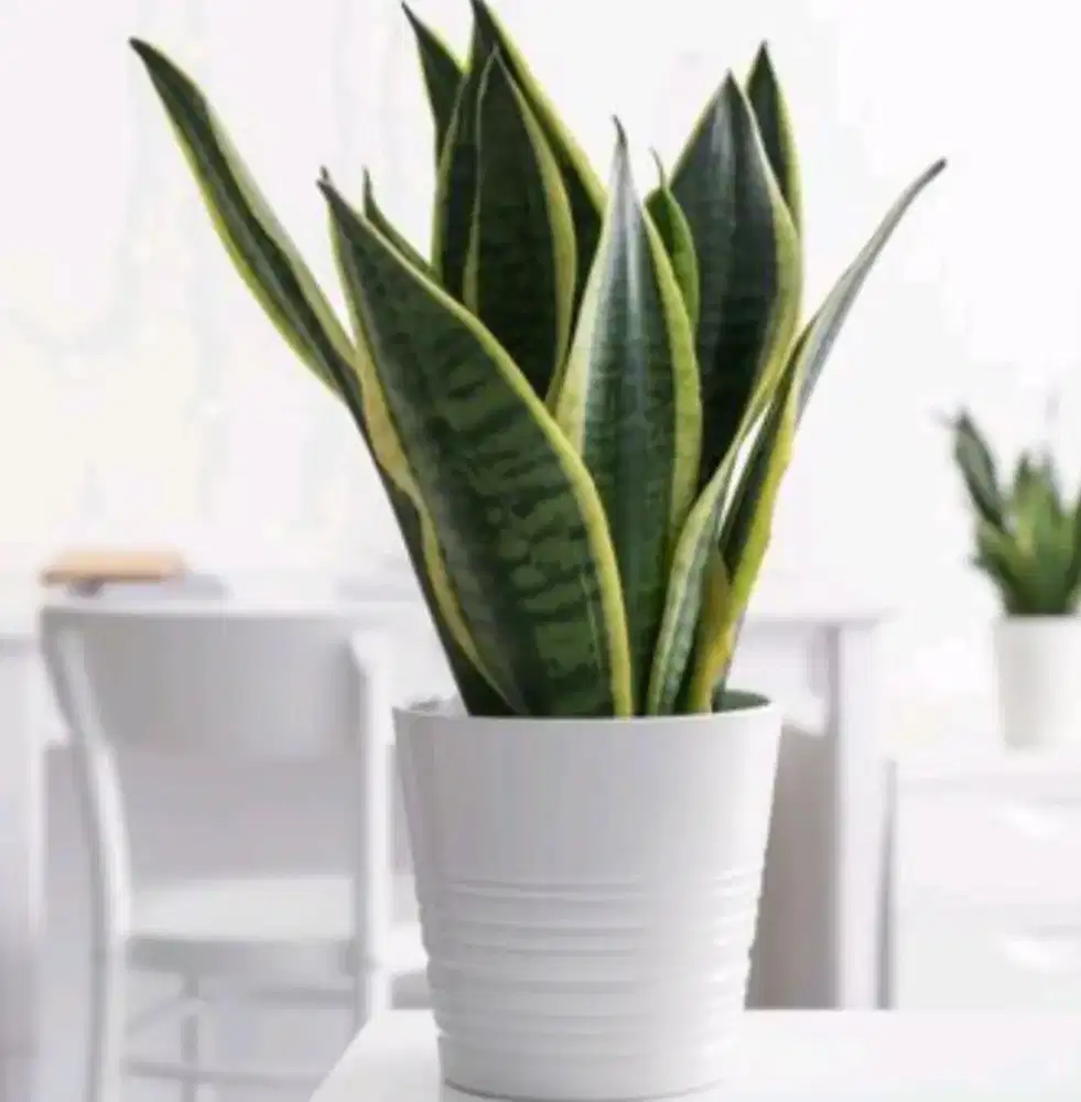 Menjualll tanaman lidah mertua pohon hias di pottt banyak modell pott