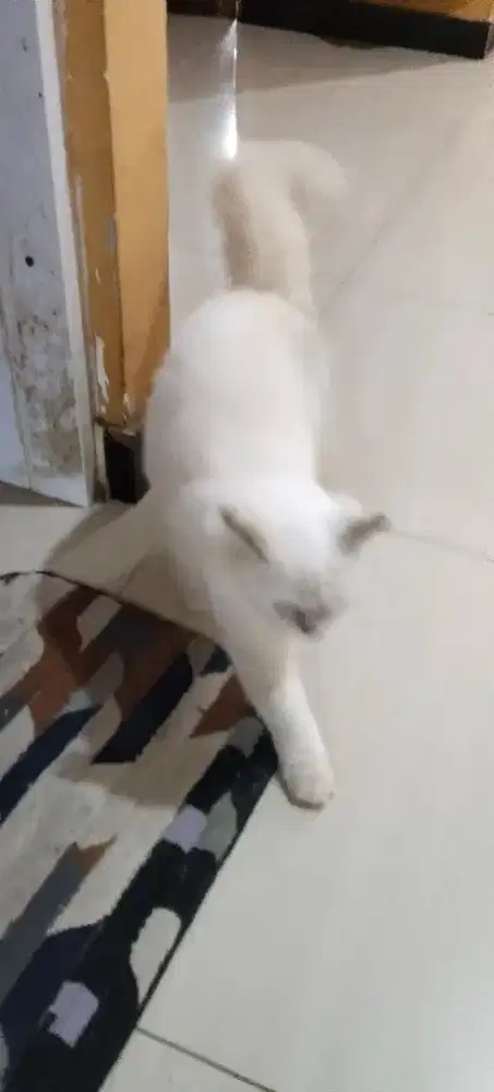 Kuci putih himalaya nowergian forest