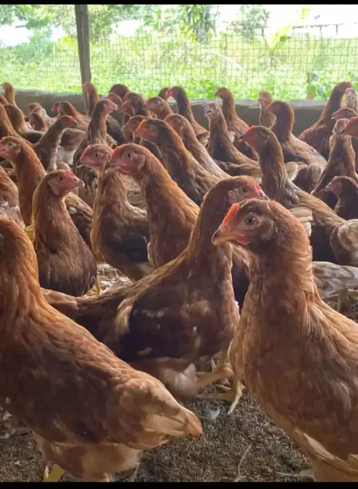 Ayam petelur siap kirim