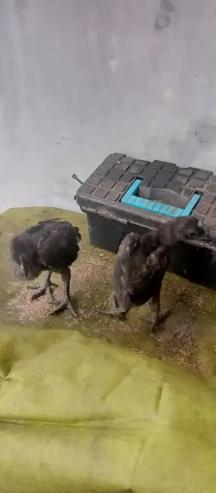 Ayam cemani anakan 1 bulan