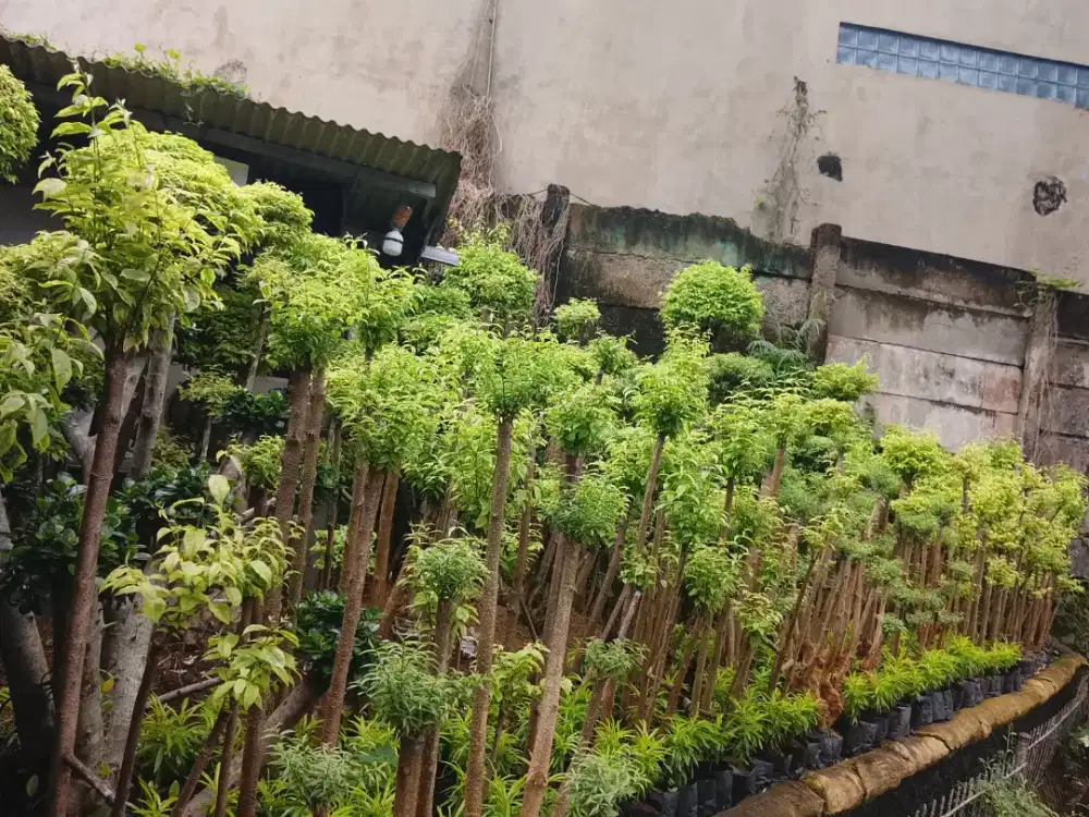 Menjuall tanaman pohon bonsai anting putri