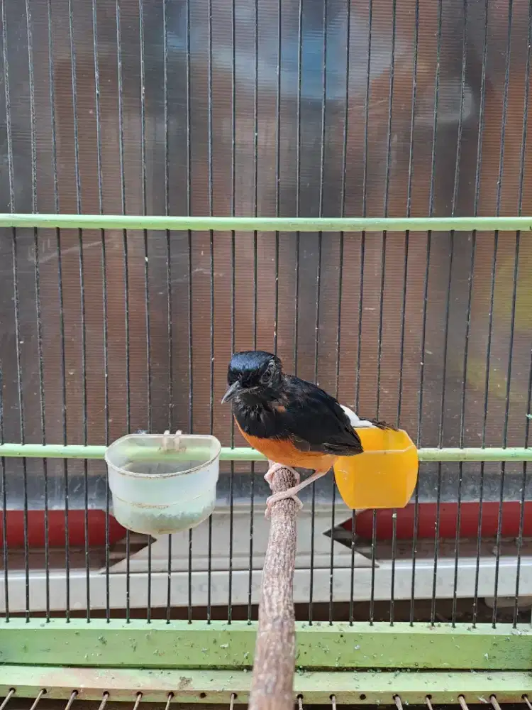 Murai batu  fullset lagi mutasi 4 bulan siap cetak