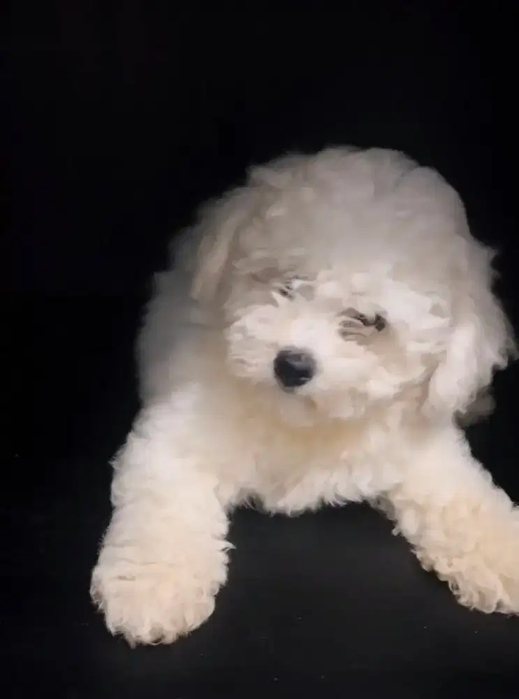 Anakan bichon frise