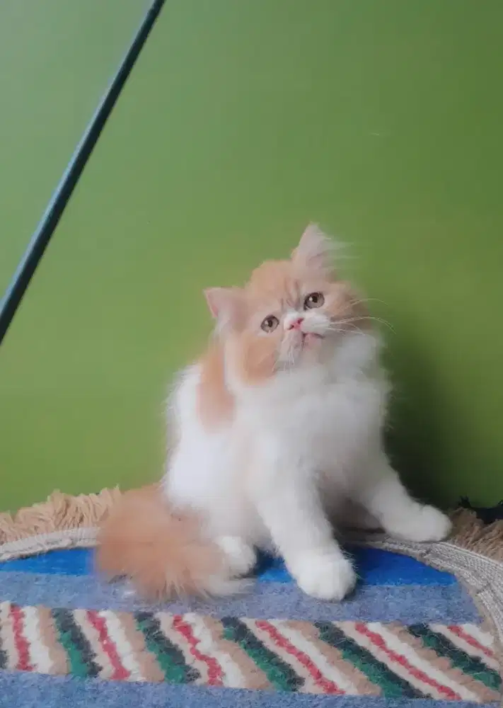 kucing persia peaknose