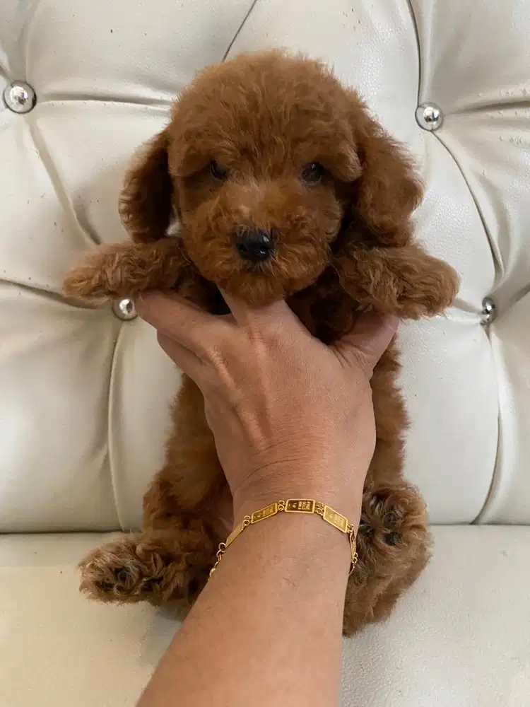 Poodle red jantan umur 6 minggu obat cacing non stambum, vaksin