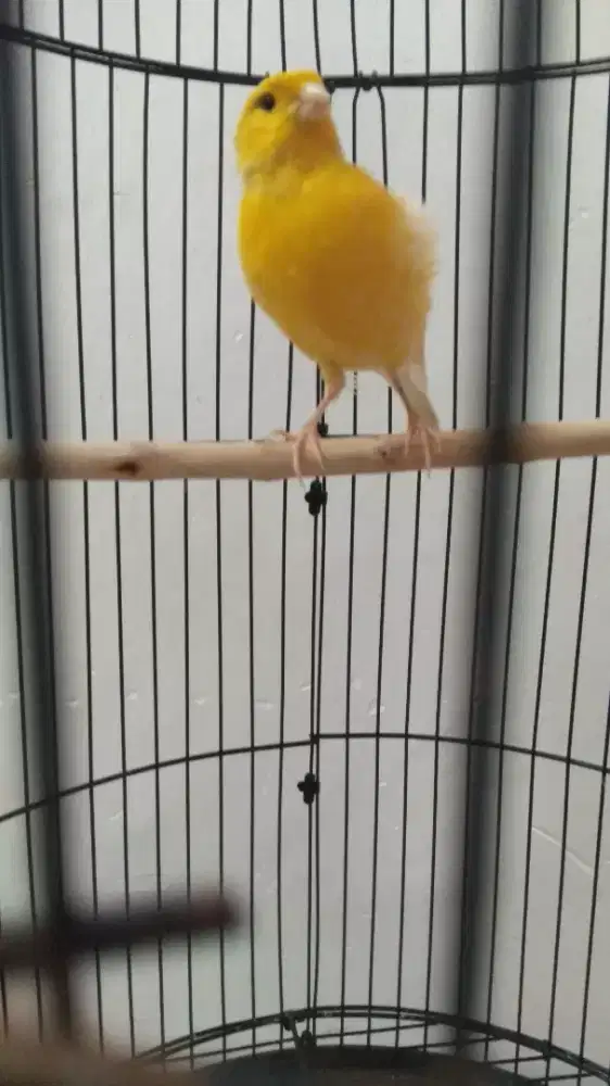 Kenari + sangkar,fulset tanpa kerodong