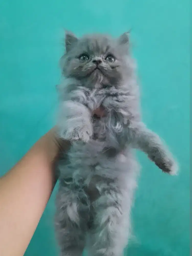 kucing kitten persia