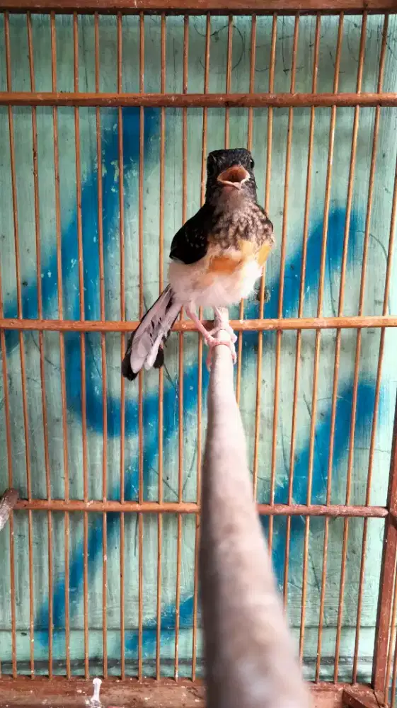 Murai Batu Medan Bahorok Jantan Blorok Badan Gede Super Prospekan