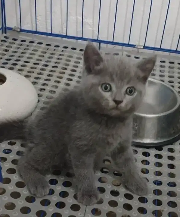 Kucing kitten British shorthair Betina Pure