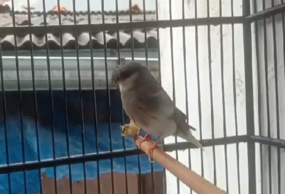 Gloster corona foi 24 kedatangan box 26 rajin