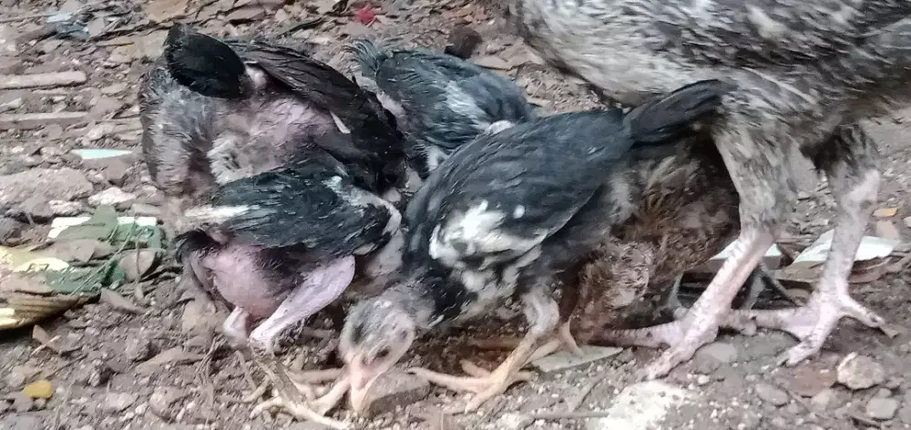 AYAM KAMPUNG ANAKAN UMUR 1,5 BLN SEHAT ADA 7 EKOR