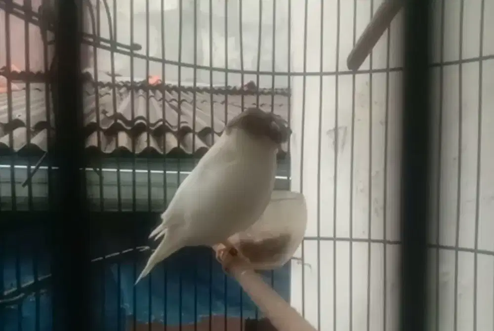 Gloster corona foi 25 kedatangan box 26