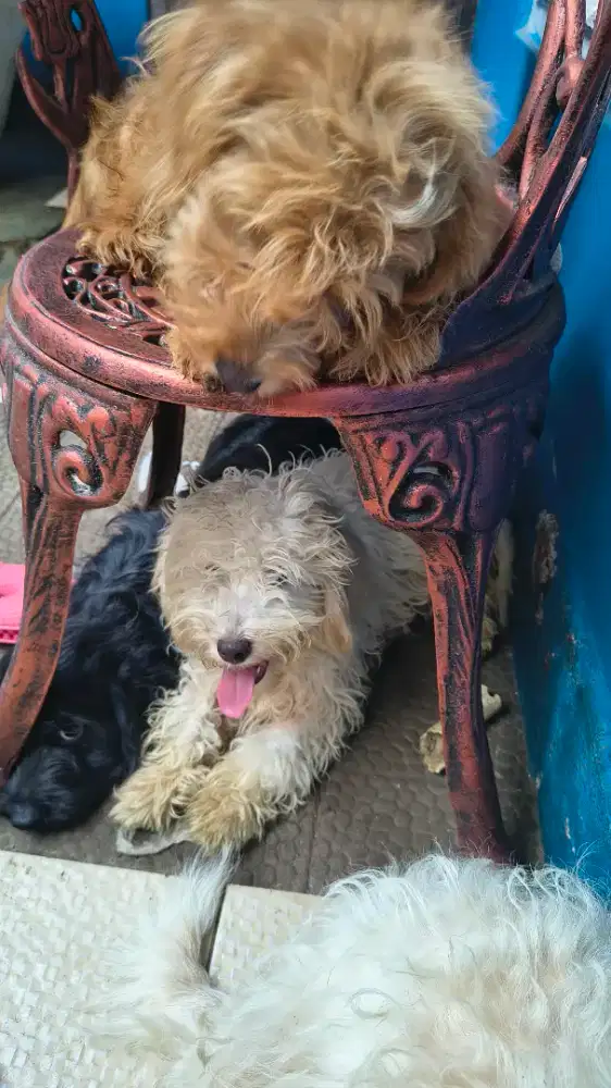 Anjing Maltipo 4 Bulan