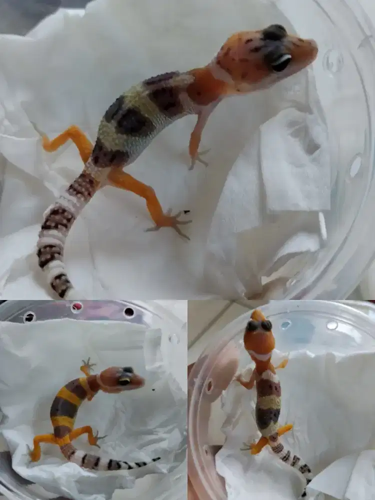 Borongan 3 ekor baby gecko