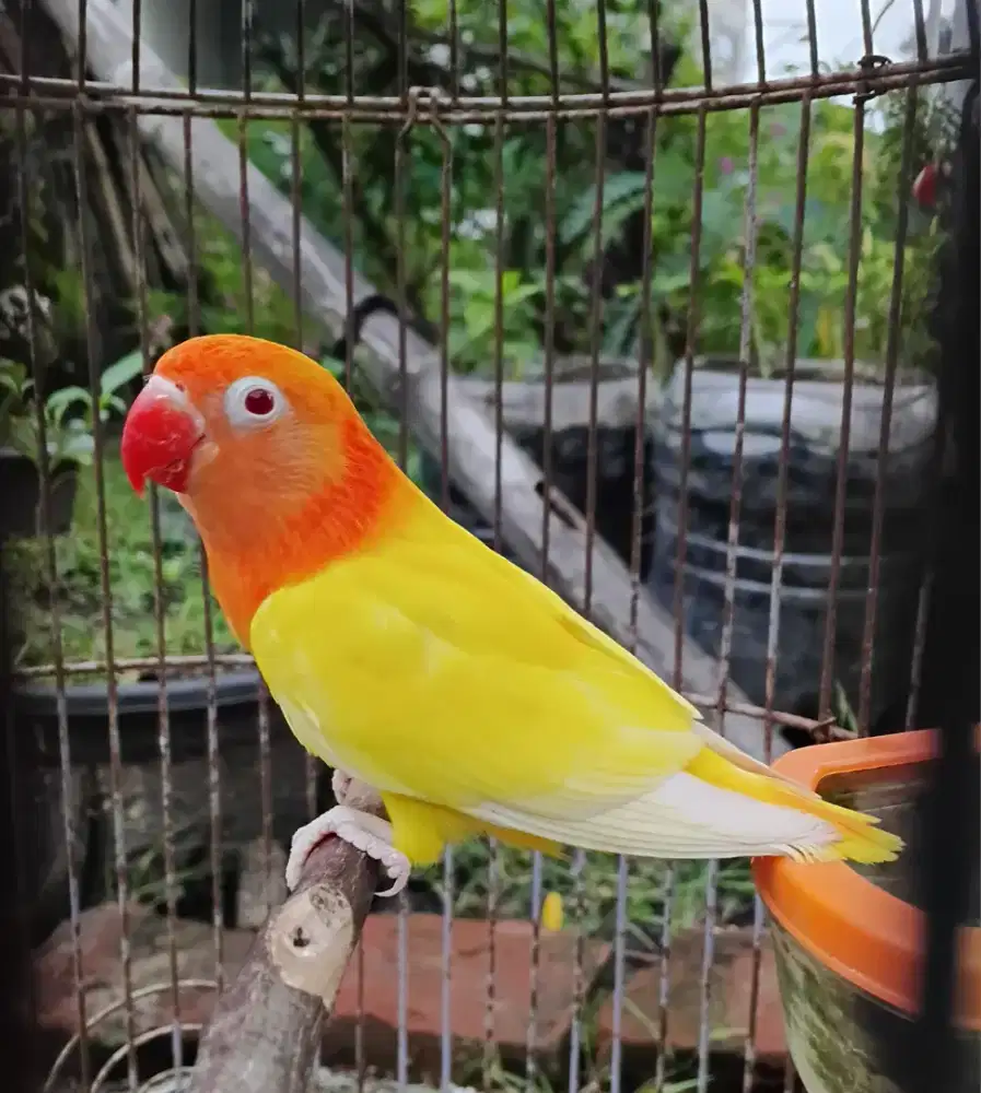 Lovebird biola lutino MM